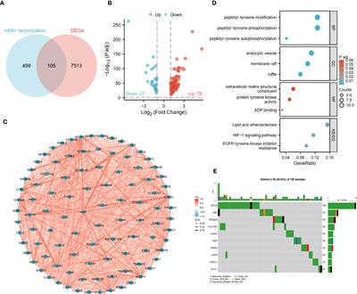 Prognostic and tumor microenvironmental feature of clear cell renal cell carcinoma revealed by m6A and lactylation modification-related genes